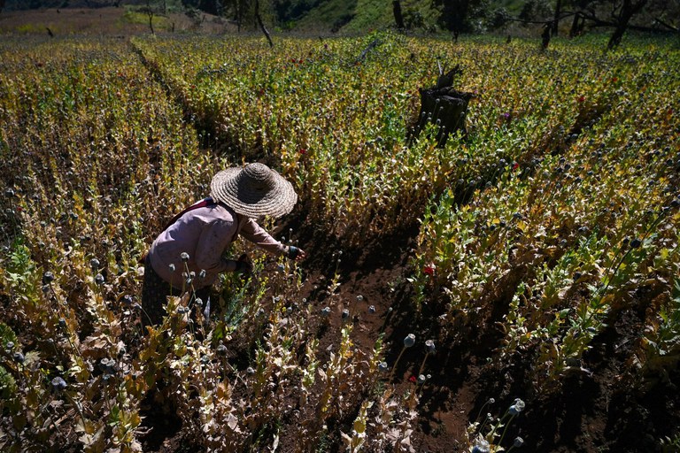 ၂ဝ၁၉ ခုနှစ် ဖေဖော်ဝါရီလ ၃ ရက်နေ့က ရှမ်းပြည်နယ်၊ ဟိုပုံးမြို့နယ်အတွင်းရှိ ဘိန်းစိုက်ခင်းတစ်ခုတွင် တွေ့ရသည့် ဘိန်းစိုက်တောင်သူတစ်ဦး။ (Photo: AFP)