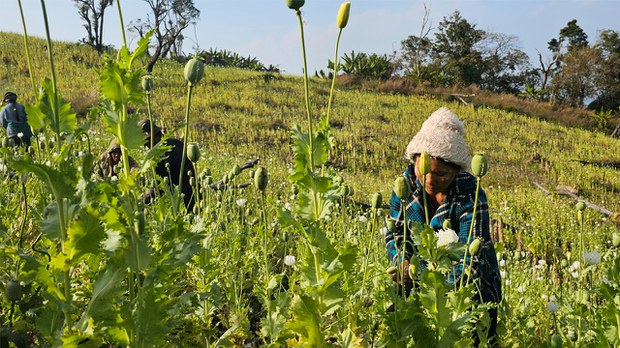 ကြီးထွားနေဆဲ ဘိန်းစိုက်ပျိုးမှုနဲ့ ၂၀၂၄ ကြီးထွားနေဆဲ ဘိန်းစိုက်ပျိုးမှုနဲ့ ၂၀၂၄