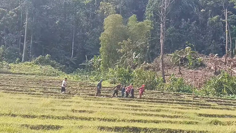 ကချင်ပြည်နယ် နောင်မွန်မြို့နယ်တွင် စက်သုံးဆီပြတ်လပ်မှုကြောင့် လူဖြင့် လယ်ထွန်နေရသည်ကို ၂၀၂၄ ခုနှစ်၊ ဧပြီလကုန်ပိုင်းက တွေ့ရစဉ်။ (Photo: Citizen Journalist)