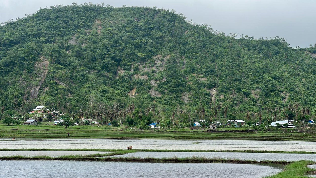 rakhine-field ရခိုင်ပြည်နယ် ရသေ့တောင်မြို့နယ်မှ စပါးစိုက်ခင်းများကို ၂၀၂၃ ခုနှစ် ဇွန်လ ၂၂ ရက်နေ့ တွေ့ရစဉ်။ (Photo: RFA)