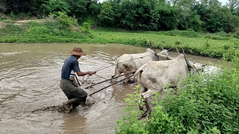 magway-01.jpeg မကွေးတိုင်း၊ ဂန့်ဂေါမြို့နယ်မှ စိုက်ပျိုးမြေတစ်ခုတွင် လယ်မြေထွန်ယက်နေသူတစ်ဦးအား ၂၀၂၃ ခုနှစ်၊ ဇူလိုင်လ ၁၀ ရက်နေ့က တွေ့ရစဉ်။ (Photo: RFA)