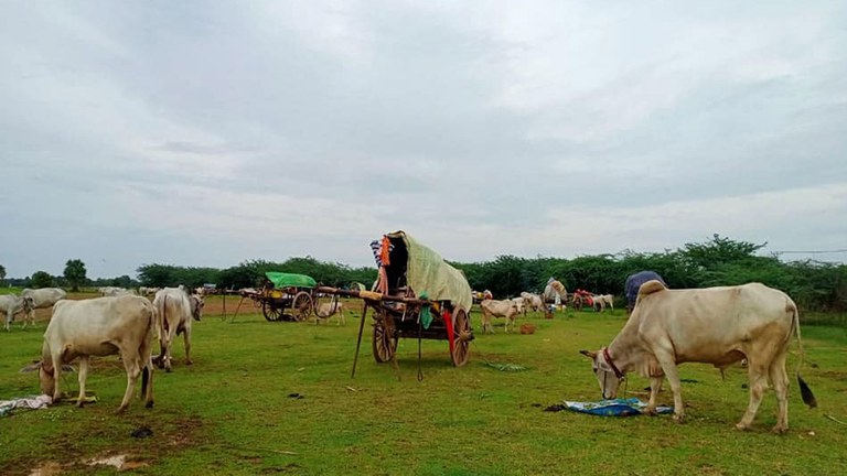 ဝက်လက်မြို့နယ်မှ စစ်ဘေးဒုက္ခသည်များနှင့် အိမ်မွေးတိရစ္ဆာန်များအား ၂၀၂၃ ခုနှစ် သြဂုတ်လ ၂၄ ရက်နေ့က တွေ့ရစဉ်။ (ဓာတ်ပုံ - ဝက်လက်မြို့နယ် လူထုသပိတ်တိုက်ပွဲ ဦးဆောင်ကော်မတီ)