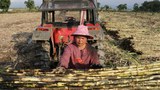 တရုတ်နယ်စပ်ဂိတ် အကန့်အသတ်ကြောင့် ကြံစိုက်တောင်သူတွေ အရှုံး‌ပေါ်