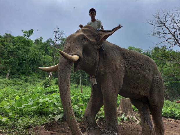 အစာရေစာ ခက်ခဲလာတဲ့ ချင်းပြည်နယ်က ဆင်စခန်း