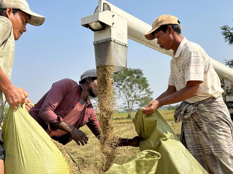 ရန်ကုန်တိုင်း သန်လျင်မြို့နယ်တွင် နွေစပါးစိုက်ခင်းများနှင့် ရိတ်သိမ်းနေသူများအား ၂၀၂၄ ခုနှစ်၊ ဖေဖော်ဝါရီလ ၂၂ ရက်နေ့က တွေ့ရစဉ်။ (Photo: RFA)