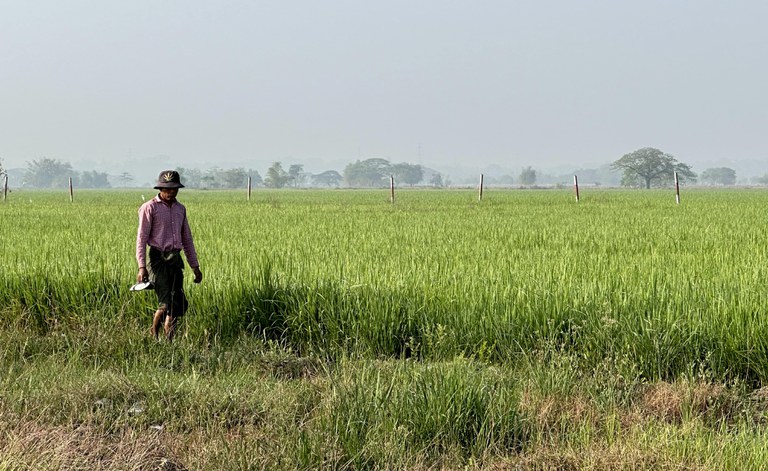 ရန်ကုန်တိုင်း သန်လျင်မြို့နယ်တွင် နွေစပါးစိုက်ခင်းများနှင့် ရိတ်သိမ်းနေသူများအား ၂၀၂၄ ခုနှစ်၊ ဖေဖော်ဝါရီလ ၂၂ ရက်နေ့က တွေ့ရစဉ်။ (Photo: RFA)