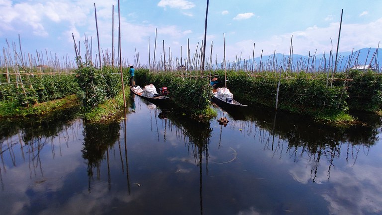 အင်းလေးကန် ရေပေါ်ကျွန်းမျော ခရမ်းချဉ်သီးစိုက်ခင်းများ။ Photo: RFA