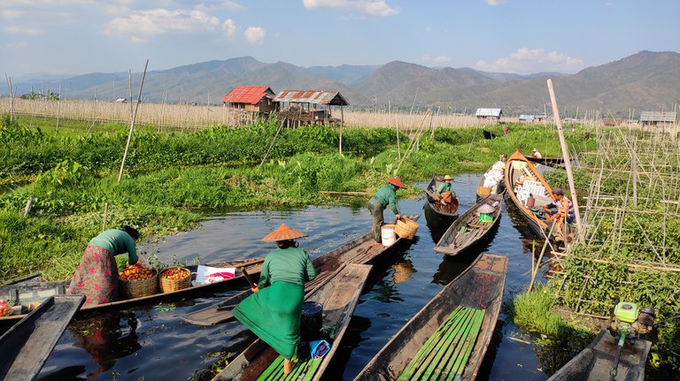 အင်းလေးကန် ရေပေါ်ကျွန်းမျော ခရမ်းချဉ်သီးစိုက်ခင်းတွေကြားမှာ အလုပ်လုပ်နေကြသူများ။ Photo: RFA