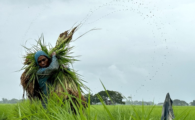 ရန်ကုန်တိုင်း ဒလမြို့နယ်က လယ်သမားတစ်ဦး လယ်ယာလုပ်ငန်းခွင် ဝင်ရောက်လုပ်ကိုင်နေတာကို ၂၀၂၃ ခုနှစ် ဩဂုတ်လက တွေ့ရစဉ်။ (Photo : RFA)