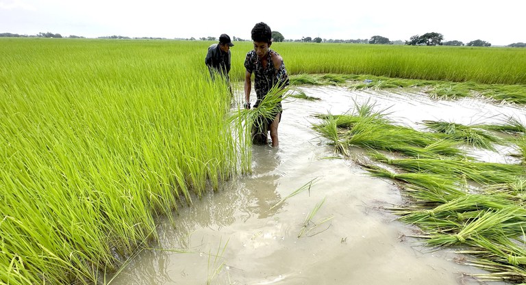 Farmer-Dala-2 ရန်ကုန်တိုင်း ဒလမြို့နယ်က လယ်သမားတွေ လယ်ယာလုပ်ငန်းခွင် ဝင်ရောက်လုပ်ကိုင်နေတာကို ၂၀၂၃ ခုနှစ် ဩဂုတ်လက တွေ့ရစဉ်။ (Photo : RFA)
