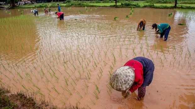 F-farmers-in-south F-farmers-in-south