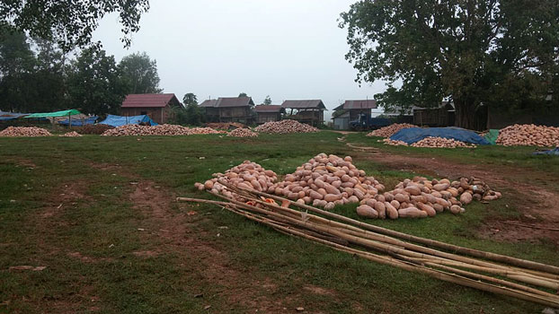 ໝາກອຶ ທີ່ຊາວສວນເກັບມາ ເພື່ອສົ່ງອອກຂາຍໄປຈີນ ແຕ່ກັບມາຄ້າງຢູ່ເດີ່ນບ້ານ ຍ້ອນການຂົນສົ່ງຕິດຂັດ ໃນໄລຍະ ໂຄວິດ-19 ຣະບາດ