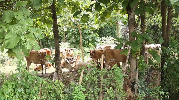F-cow2019 F-cow2019