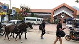 F-Vangvieng