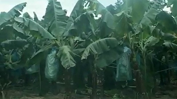 F-banana-bolikhan