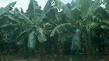 F-banana-bolikhan