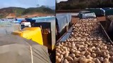 F-trucks