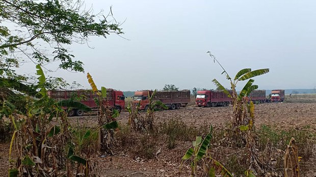 F-sugarcane F-sugarcane