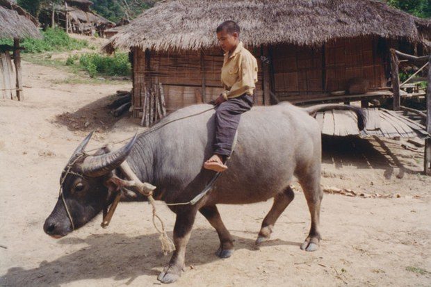 F-Luangnamtha