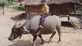 F-Luangnamtha