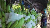 f-banana