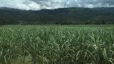 f-sugar-cane