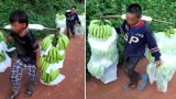 ນາຍທຶນຈີນ ໃຫ້ຄົນງານເຮັດວຽກໜັກ ໃນສວນກ້ວຍ, ແຕ່ຈ່າຍຄ່າຈ້າງຕໍ່າ