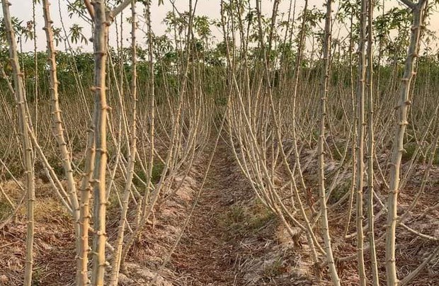 ຊາວສວນມັນຕົ້ນ ຖືກເອົາປຽບ, ກົດລາຄາມັນຕົ້ນ ຈາກພໍ່ຄ້າຄົນກາງ ຊາວສວນມັນຕົ້ນ ຖືກເອົາປຽບ, ກົດລາຄາມັນຕົ້ນ ຈາກພໍ່ຄ້າຄົນກາງ