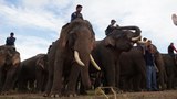 f-elephant