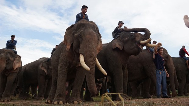 f-elephant