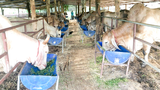 ຈີນ ມີໂຄຕ້າ ຮັບຊື້ງົວຈາກລາວ 5 ແສນໂຕ ໃນປີນີ້