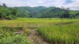 ການລົງທຶນ ປູກພືດຂອງນັກທຸຣະກິຈຈີນ ລຸກລາມເຂົ້າພື້ນທີ່ກະເສດ ຊາວບ້ານ