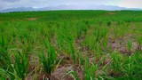 F-Sugarcane