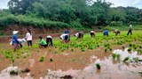 ນັກລົງທຶນຈີນ ເຊົ່າດິນນາ ເພື່ອປູກເຂົ້ານາແຊງ ດ້ວຍເທັກນິກໃໝ່