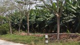 f-bokeo-banana