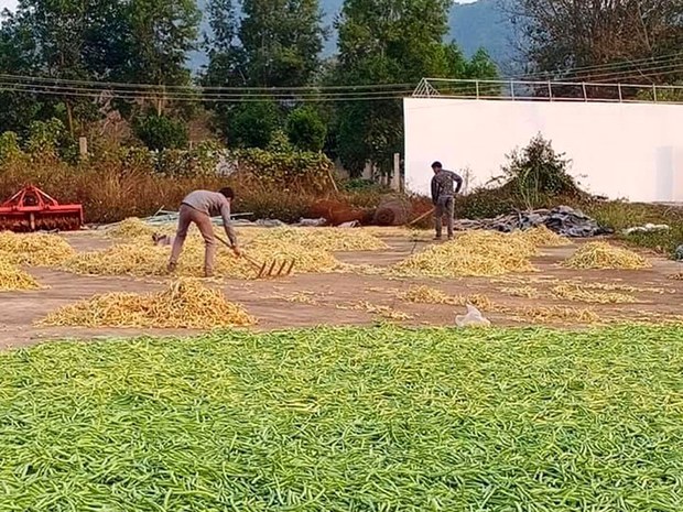 ຂ.ອຸດົມໄຊ ໂຄວິດ-19 ກະທົບ ກະສິກັມສົ່ງອອກ ຂ.ອຸດົມໄຊ ໂຄວິດ-19 ກະທົບ ກະສິກັມສົ່ງອອກ
