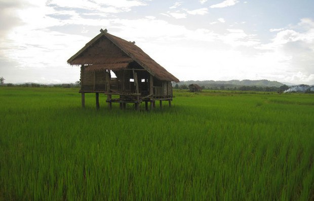F-rice
