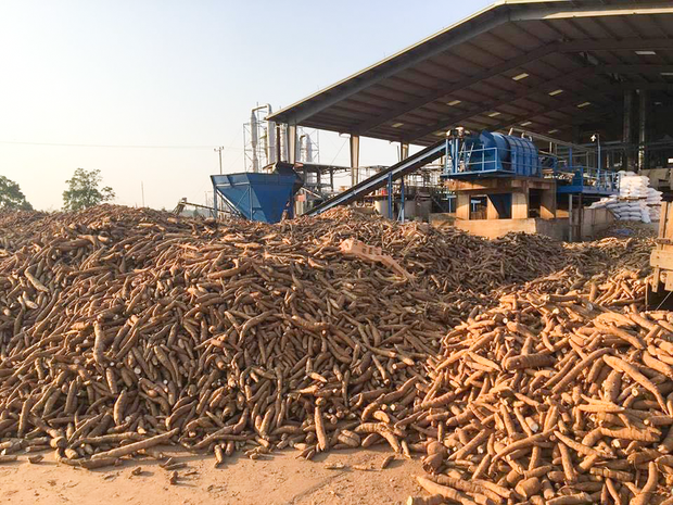 ຊາວກະສິກອນລາວ ເຣີ່ມນິຍົມປູກມັນຕົ້ນ ຫຼາຍຂຶ້ນ