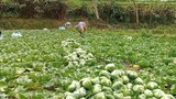 ຊາວສວນ ຢູ່ບ້ານຜາຮອມ ປະສົບບັນຫາ ກະລໍ່າປີ ຂາຍບໍ່ອອກ