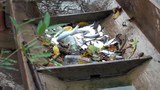 F-Khong-fish