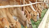 F-COWS