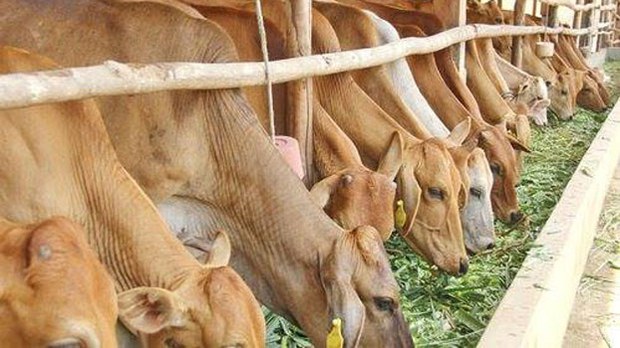 F-COWS F-COWS