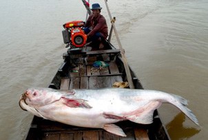 F-catfish F-catfish