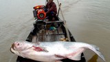F-catfish