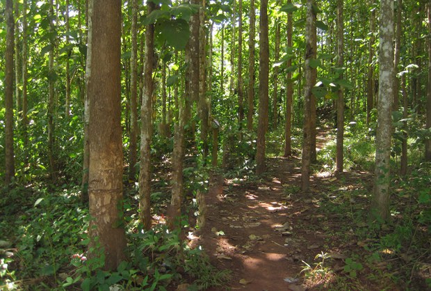 F-forest