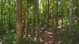 F-forest