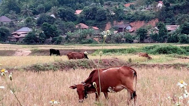 ບັນຫາ ກະເສຕກອນ ສ່ວນນຶ່ງ ຄືຍັງຂາດຄວາມຮູ້