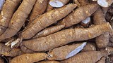F-casava