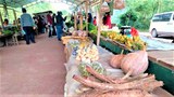 ສິນຄ້າກະສິກັມ ຂອງຄົນລາວ ເຂົ້າບໍ່ເຖິງຕລາດສົ່ງອອກ