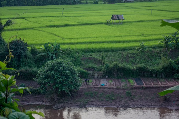 ທາງການລາວ ຈະໃຫ້ ບໍລິສັດຈີນ ເຂົ້າມາປູກໝາກພຸກ ແບບຄົບວົງຈອນ